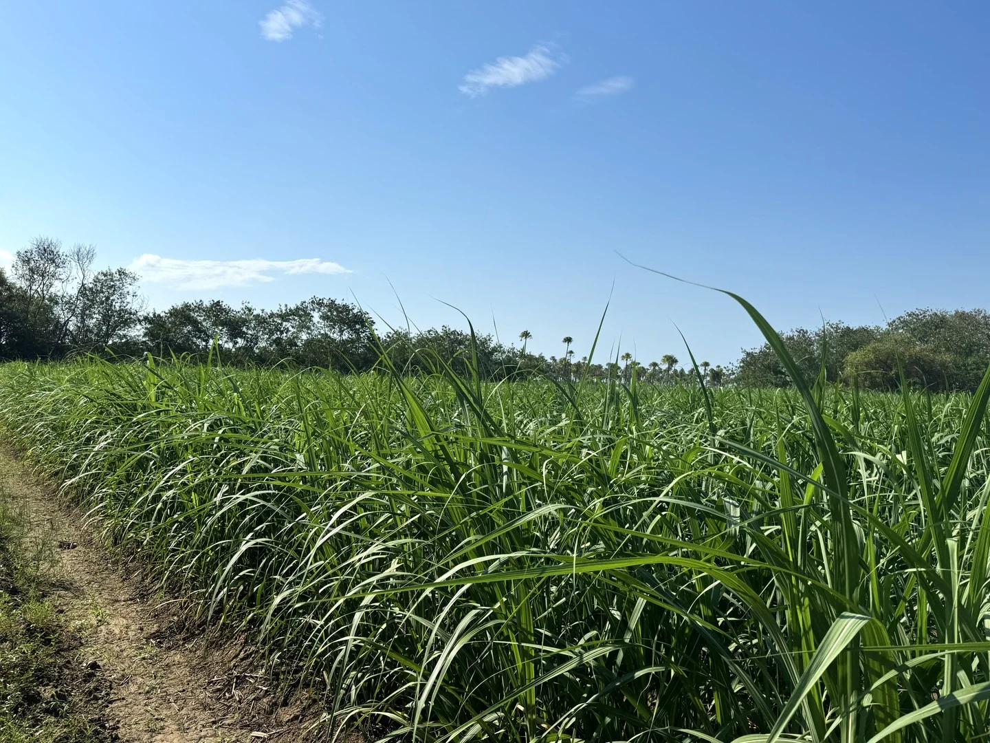 121 Hobson Road, Jarvisfield QLD 4807