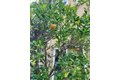 Additional image 40 of 12891 Mackenzie Dr, Tustin, CA, 92782