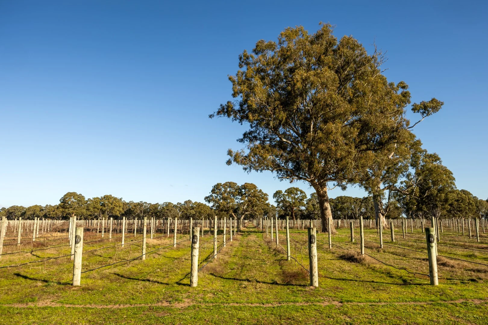 Additional image 16 of 719 Casterton Road, Penola SA 5277