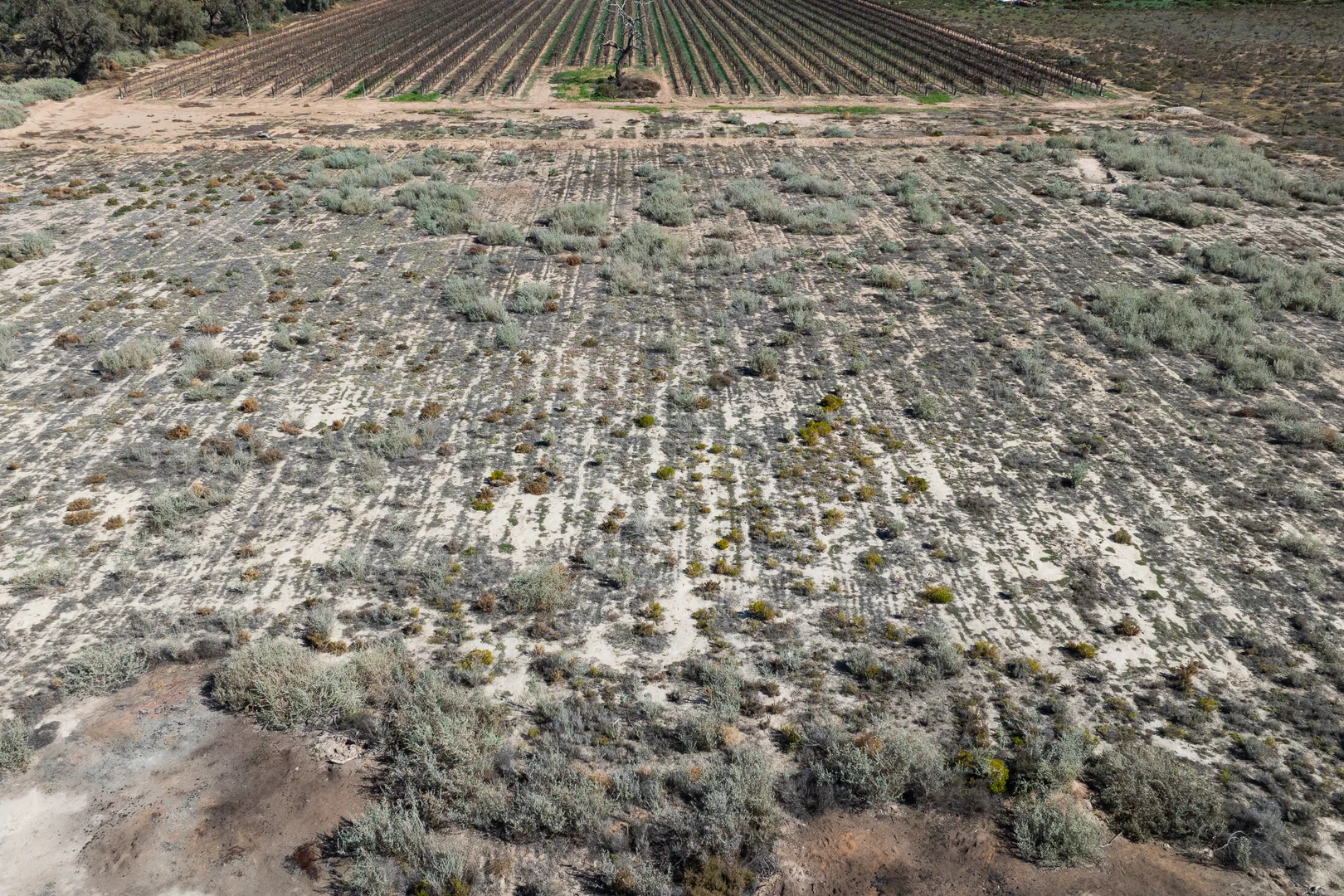 Additional image 9 of Lot 12 Dansie Road, Barmera SA 5345