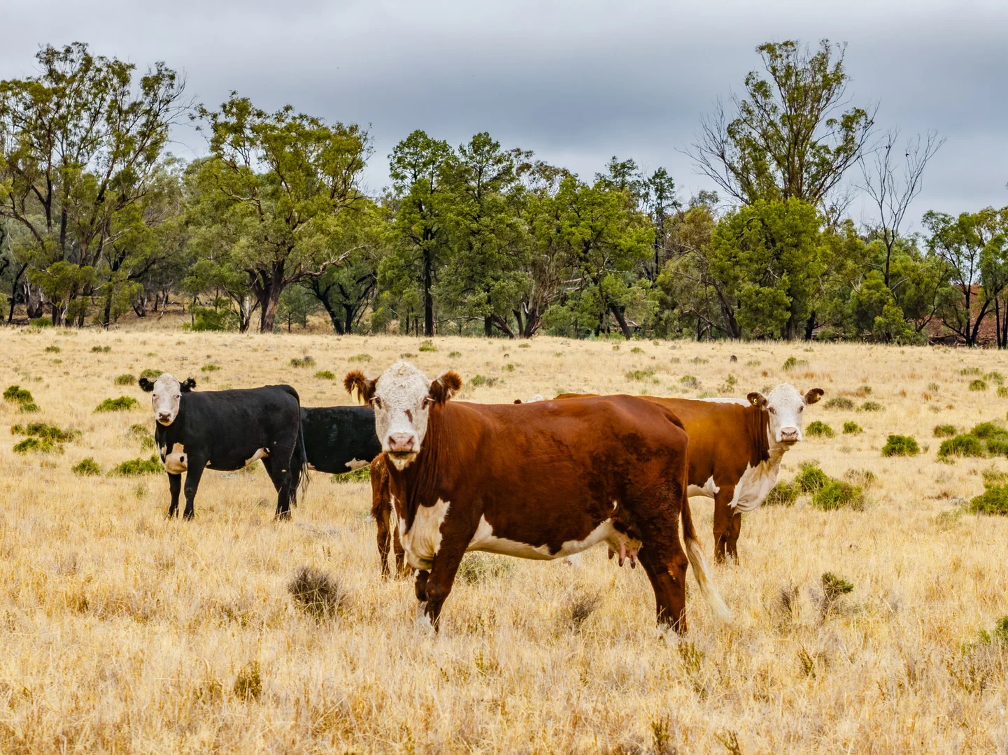 Additional image 10 of 'Woroona' & 'Tralee' 936 Boorr Hill Road, Parkes NSW 2870