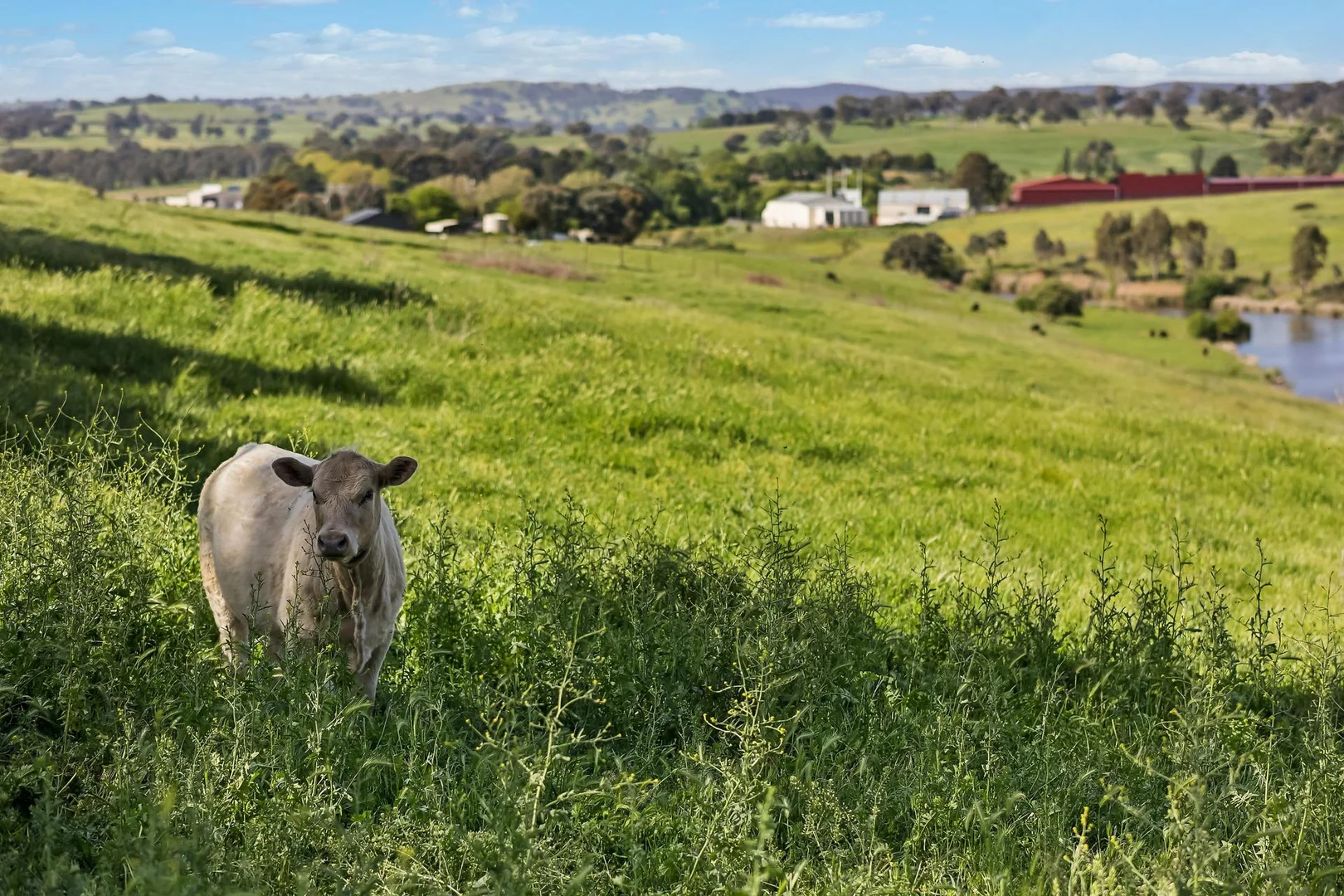 Additional image 22 of 55 Irvine Drive, Yass NSW 2582