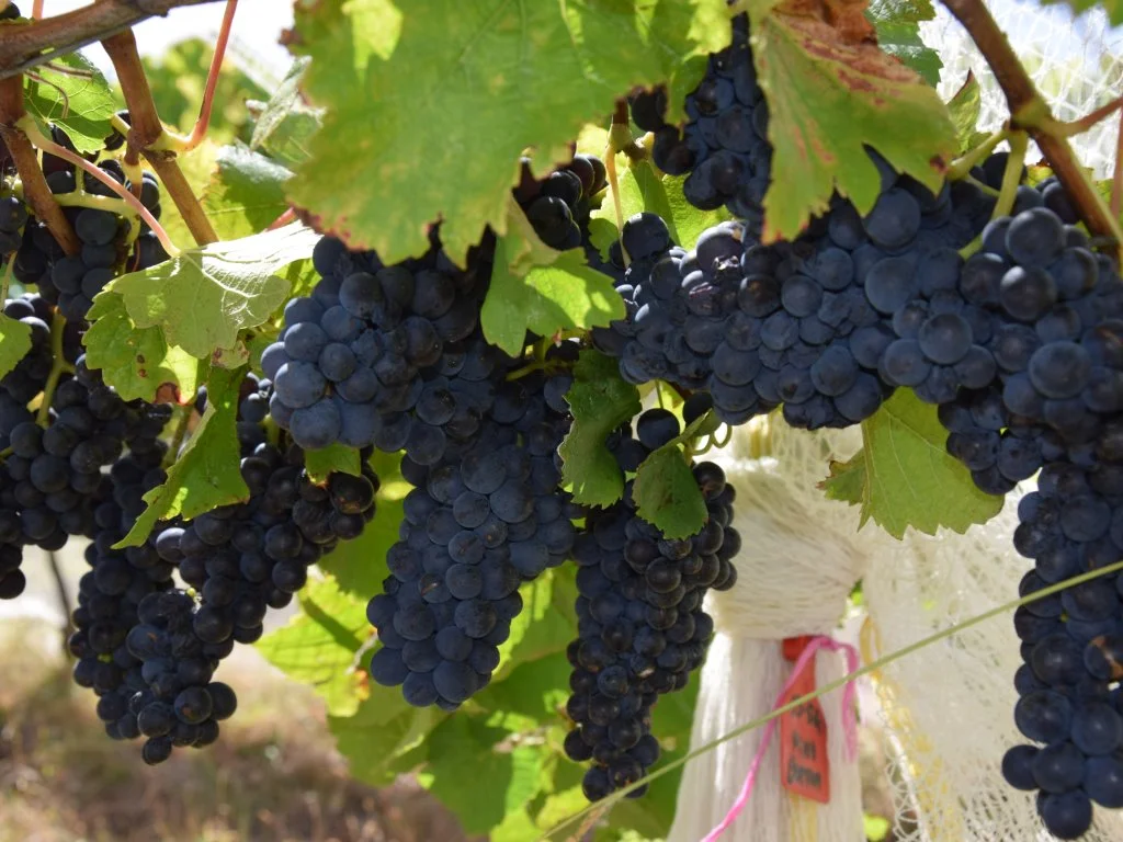 Additional image 15 of Harrisons Road, Dromana VIC 3936