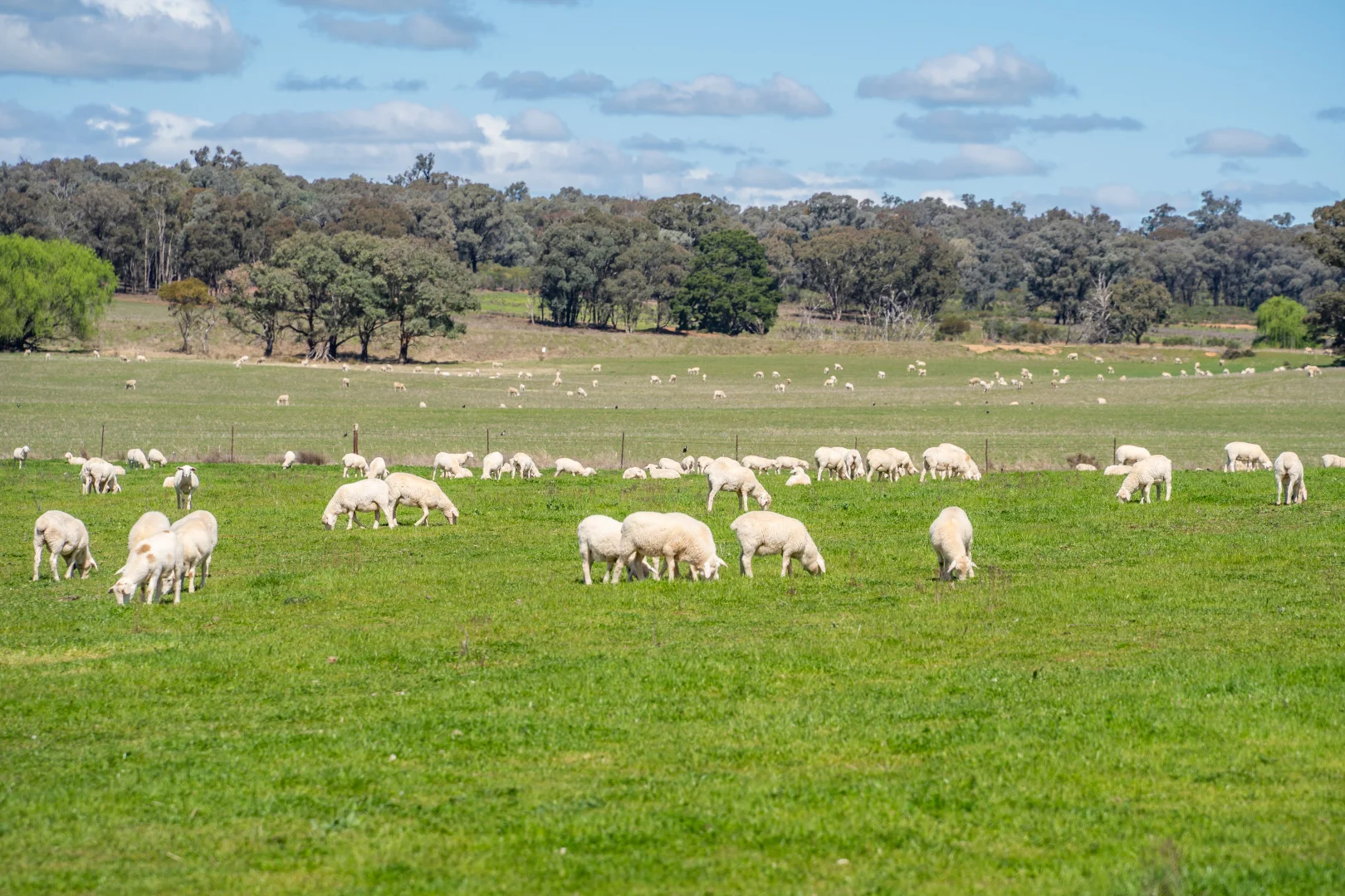 Additional image 21 of 100 Grahams Lane, Grenfell NSW 2810