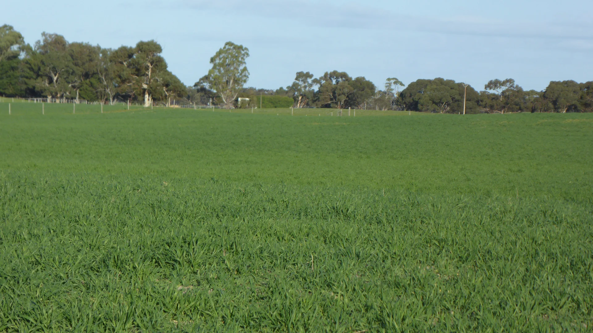 Additional image 13 of "Jacks" Sec 7 Schultz Road, Tintinara SA 5266