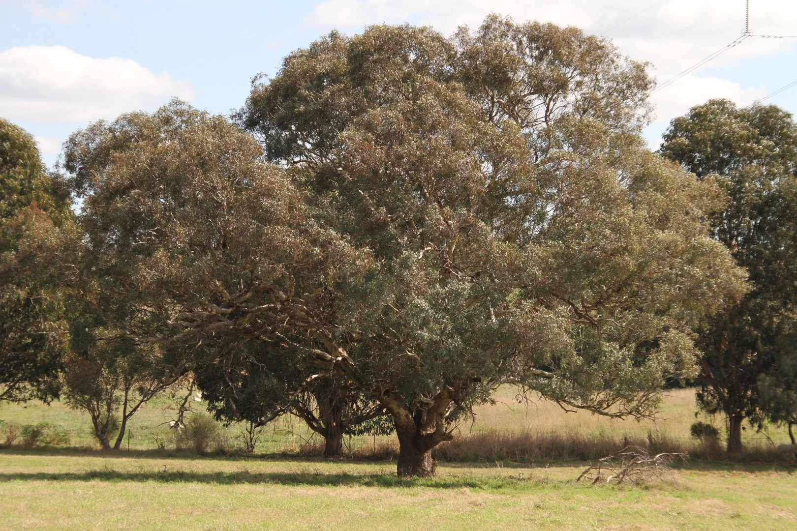 Additional image 39 of 5 Walgrove Road, Manton NSW 2582