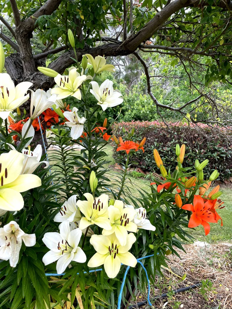 Additional image 8 of "Abbyville" 90 Convent Lane, Borenore NSW 2800