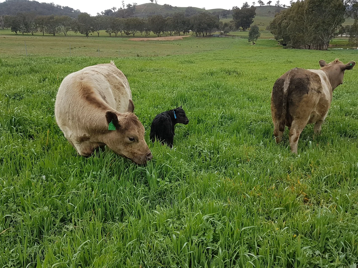 Additional image 25 of 3924 Hume Highway, Tarcutta NSW 2652