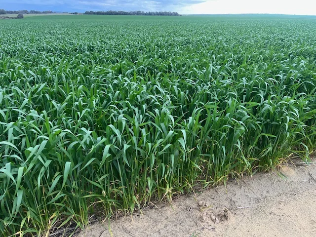 Additional image 23 of Midlands Road, Marchagee WA 6515