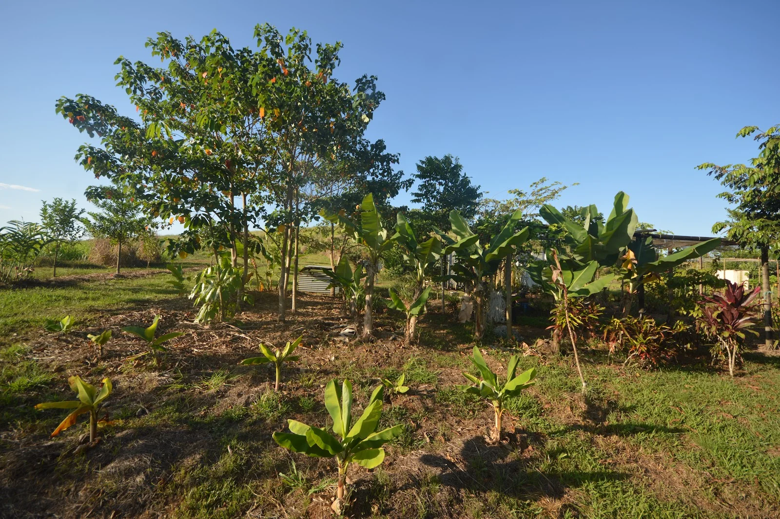 Additional image 9 of 1212 Innisfail Japoon Road, Camp Creek QLD 4871