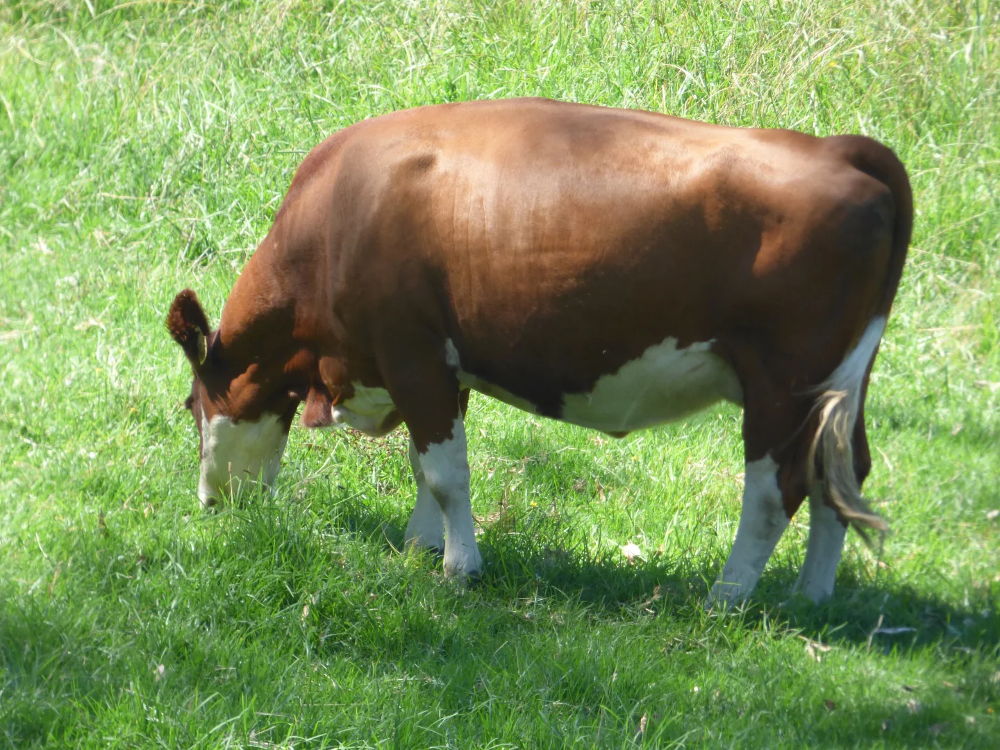Additional image 31 of 218 Cabbage Tree - Conran Road, Cabbage Tree Creek VIC 3889