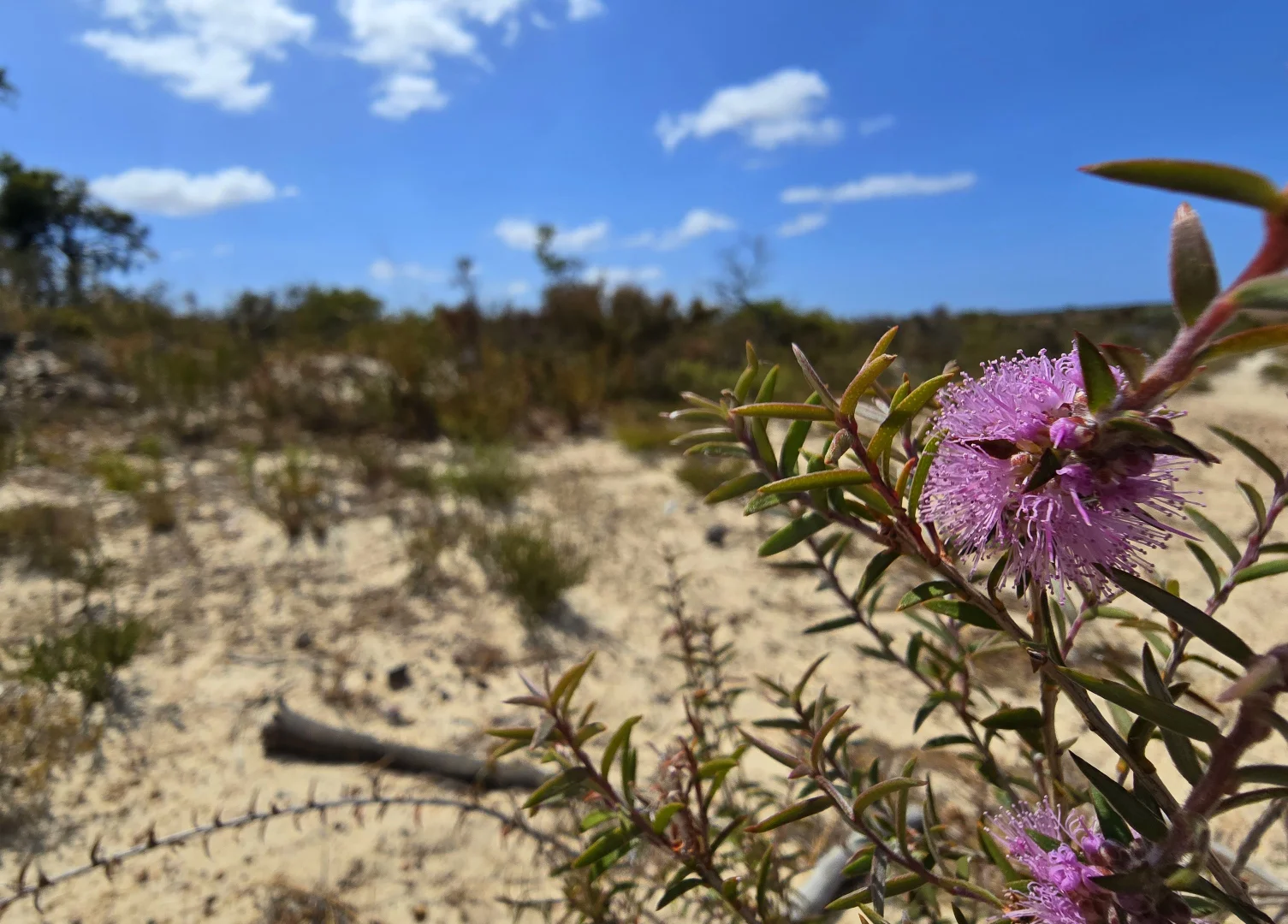 Additional image 16 of 74 Long Pool Road, Hopetoun WA 6348