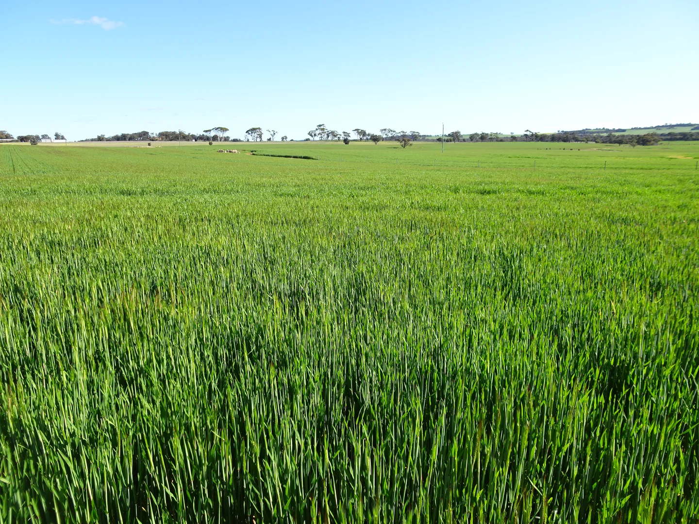 Additional image 2 of 140 Yenellin Road, Pingelly WA 6308