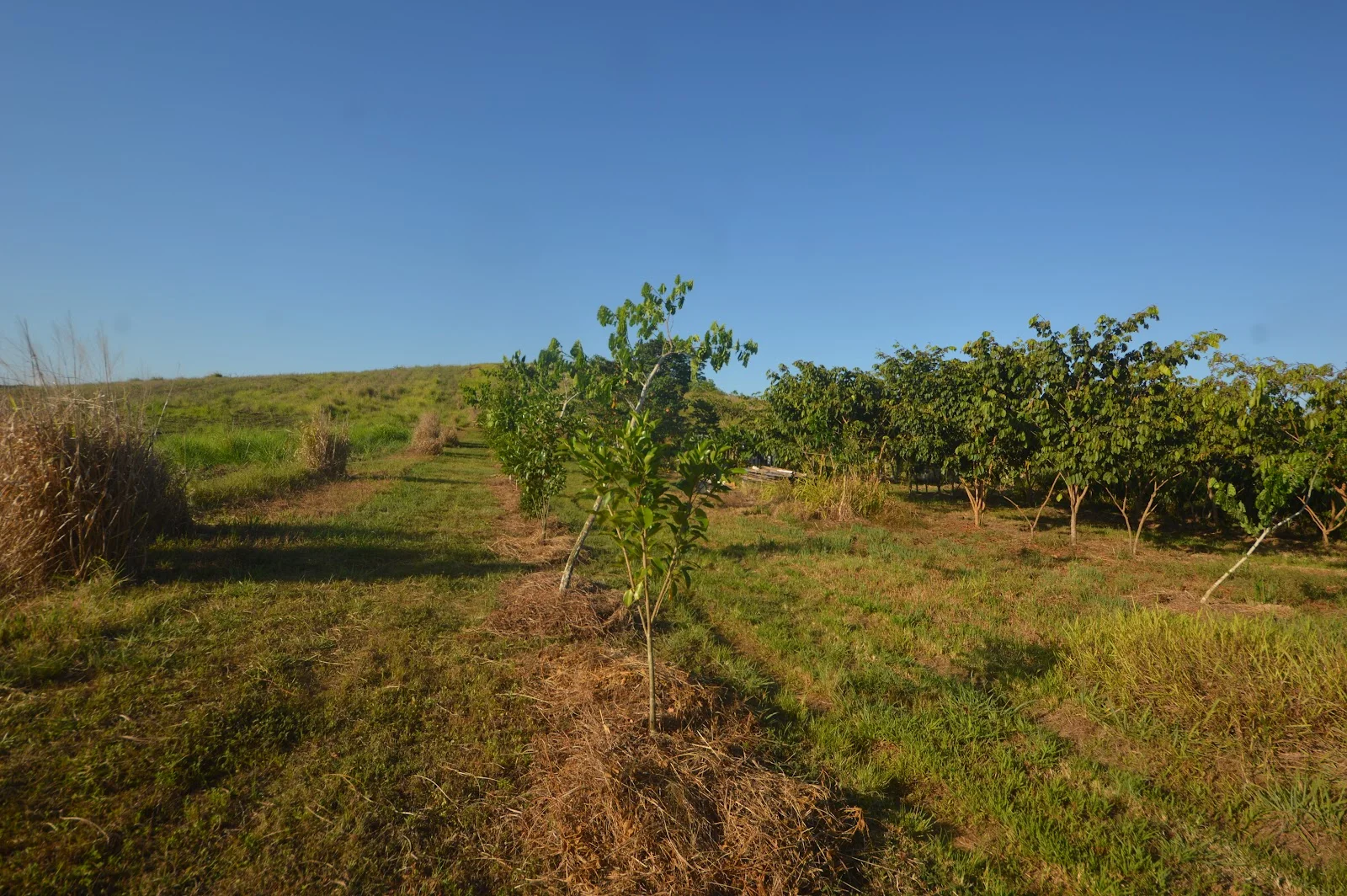 Additional image 8 of 1212 Innisfail Japoon Road, Camp Creek QLD 4871