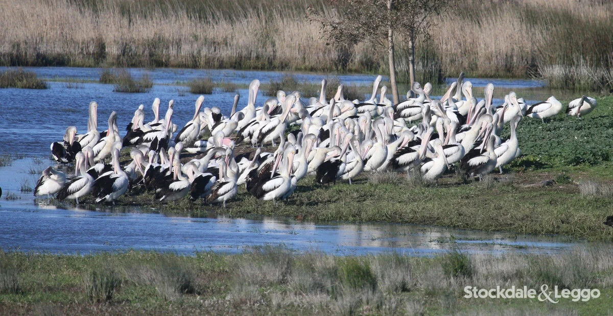 Additional image 32 of Pearsondale VIC 3851