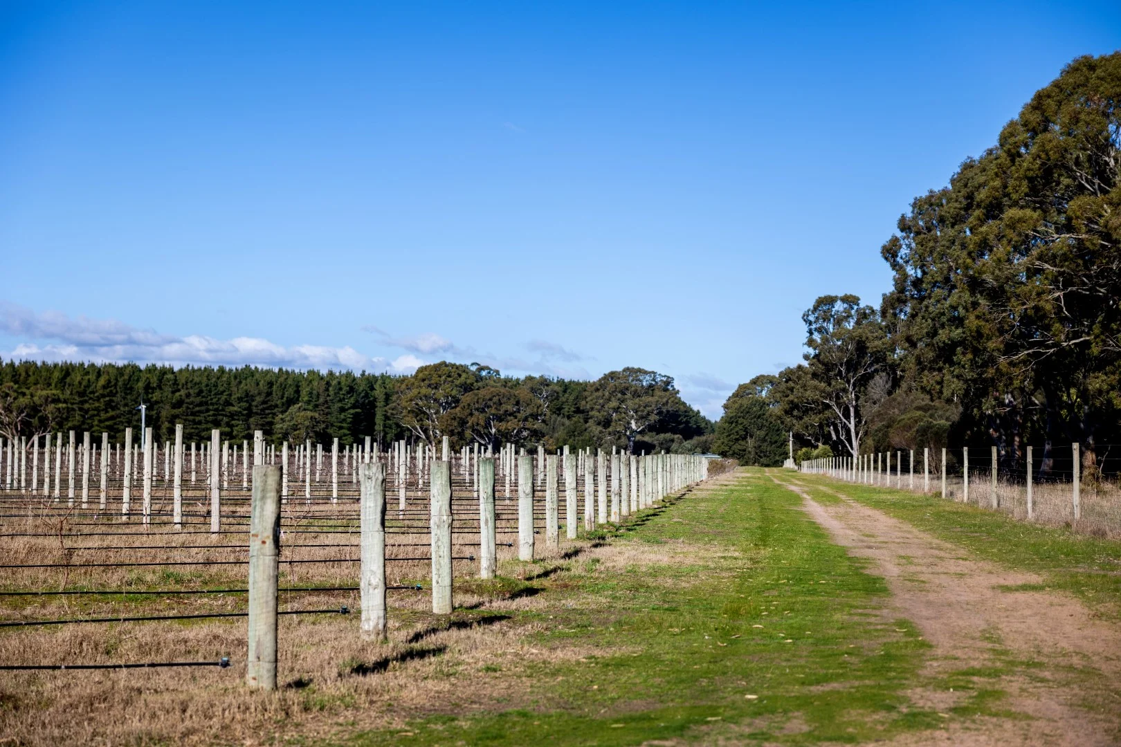 Additional image 11 of 719 Casterton Road, Penola SA 5277