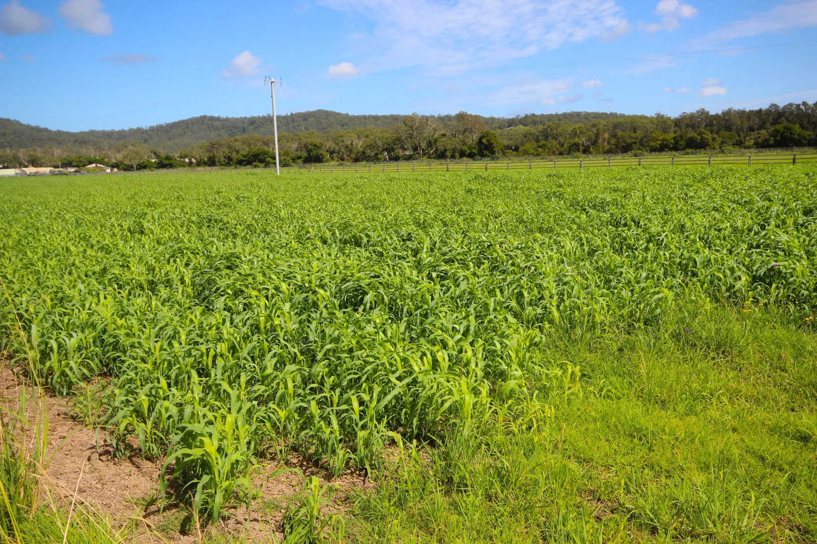 Additional image 6 of 256 Hacks Ferry Road, Hacks Ferry NSW 2441