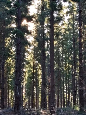 Additional image 4 of Tasman Highway, Little Swanport TAS 7190