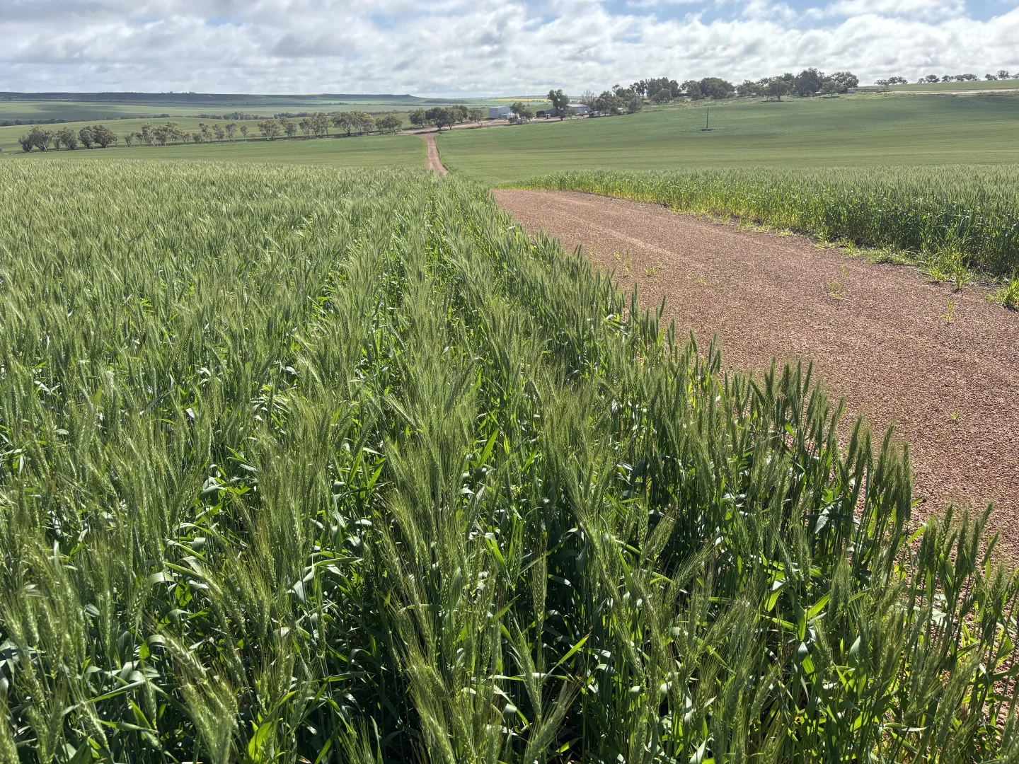 Additional image 7 of 1396 Tabletop Road, Mount Horner WA 6525