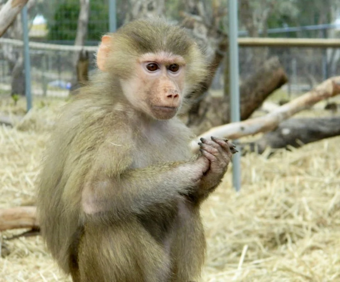 Additional image 28 of 21 Baines Road, Pilton QLD 4361