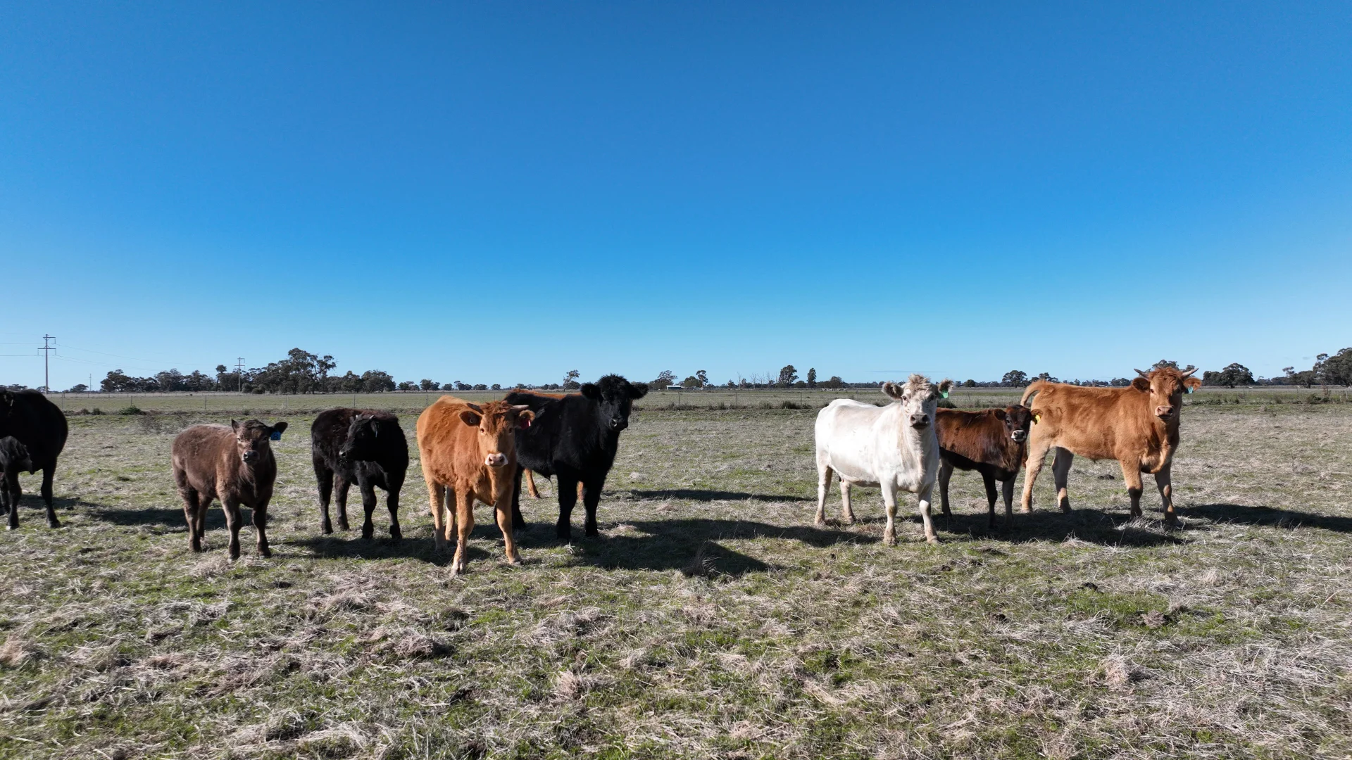 Additional image 4 of Shady Gums Birganbigil Road, Deniliquin NSW 2710