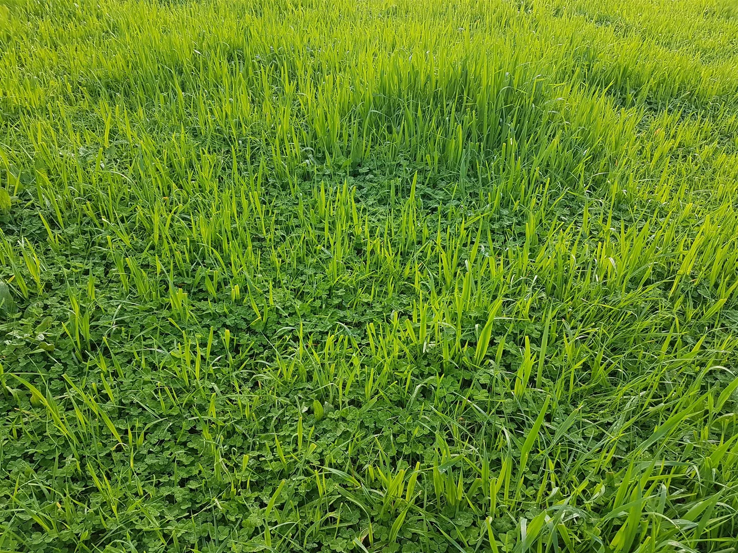 Additional image 29 of 3924 Hume Highway, Tarcutta NSW 2652