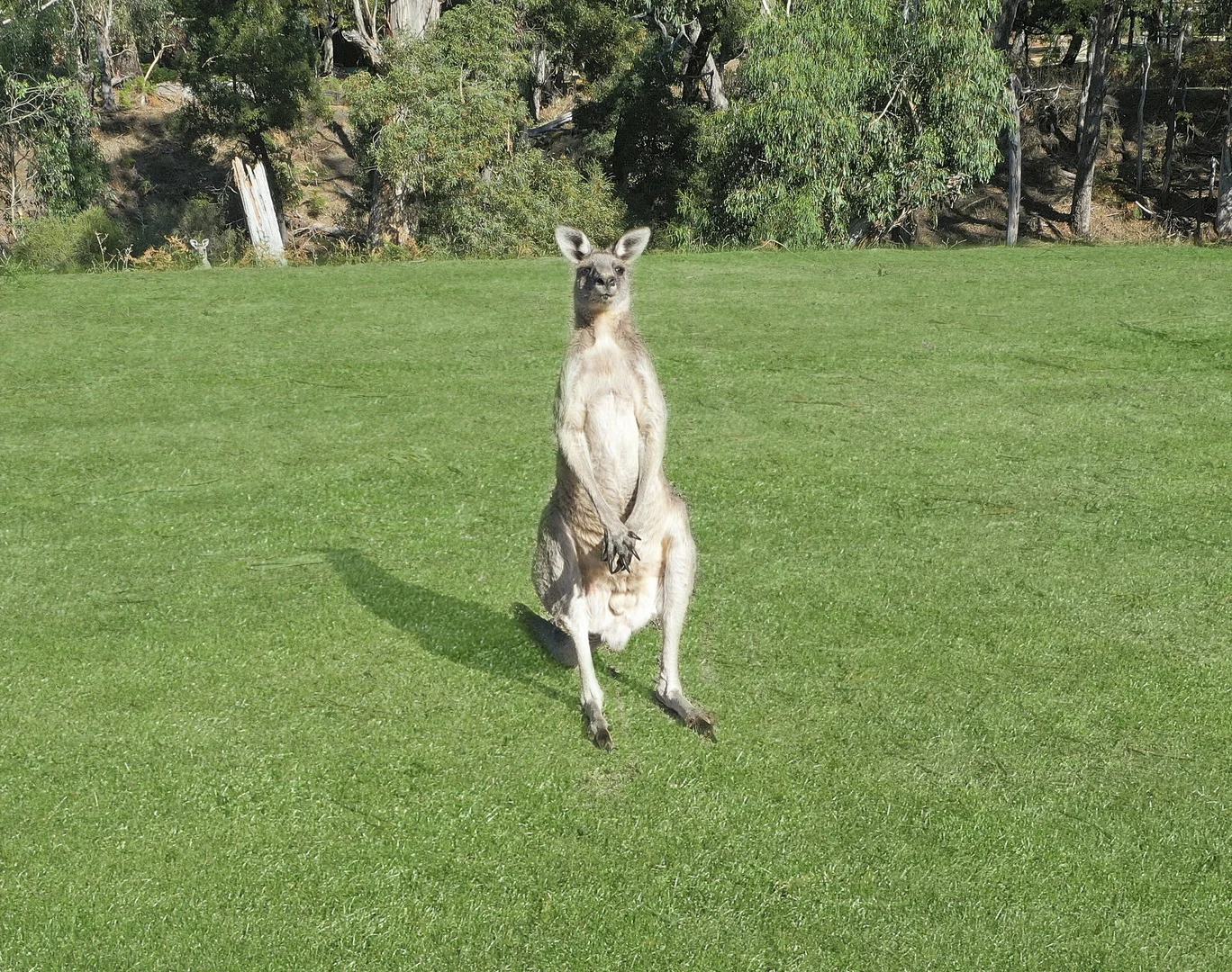Additional image 3 of 26 Bundaleer Dr, Halls Gap VIC 3381