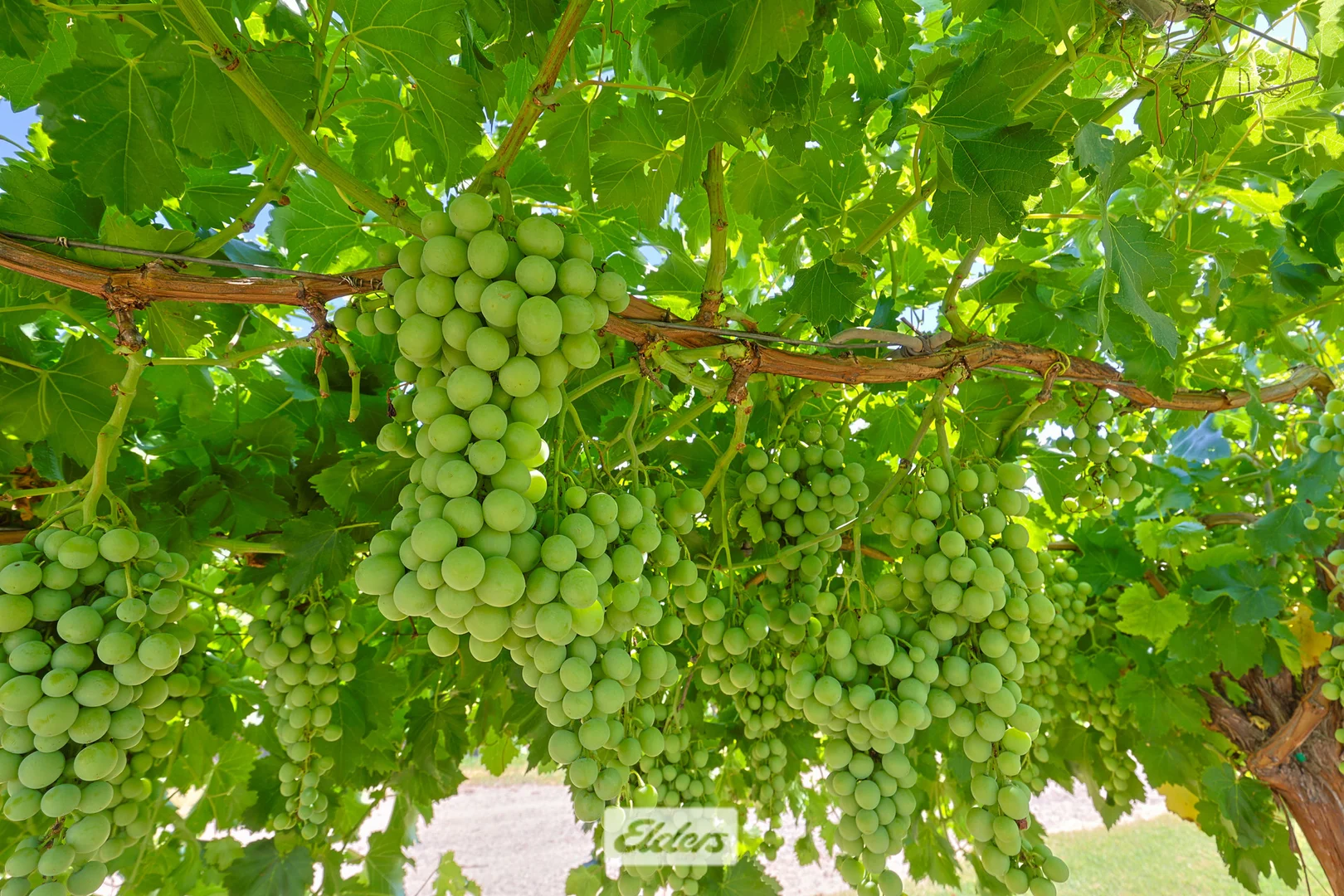 Additional image 18 of 388 Gol Gol North Road, Gol Gol NSW 2738