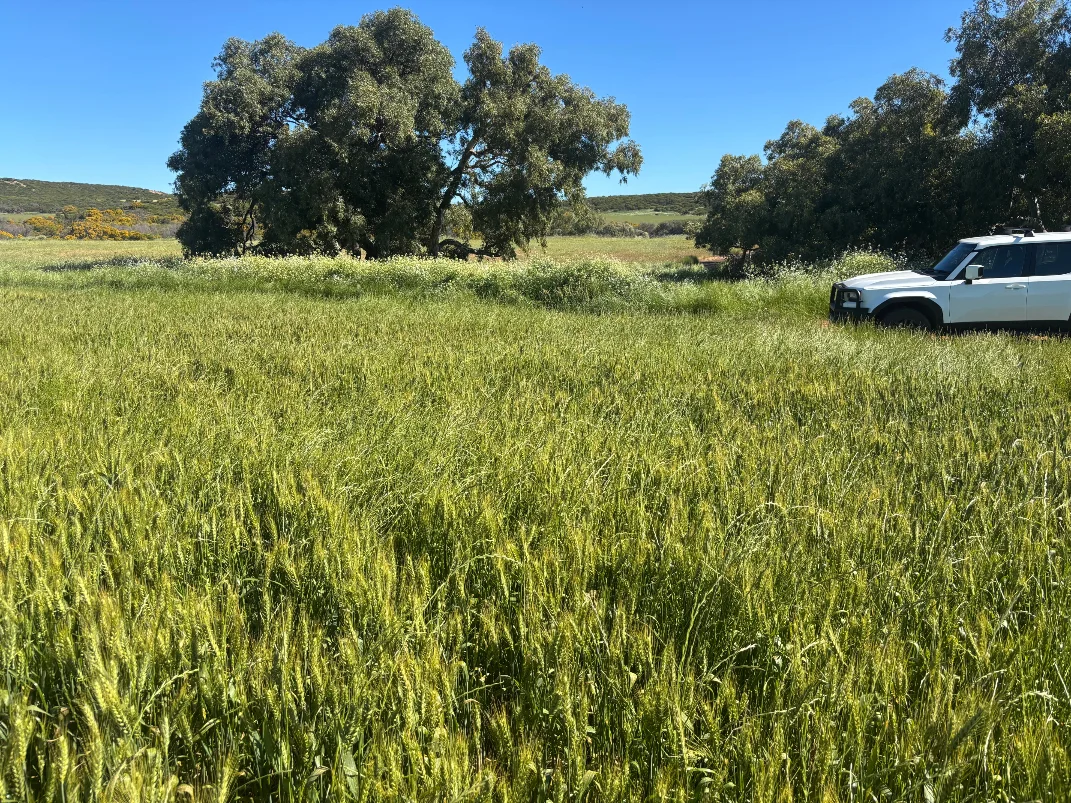 Additional image 4 of Lot 1914 Minnenooka Road, Minnenooka WA 6532