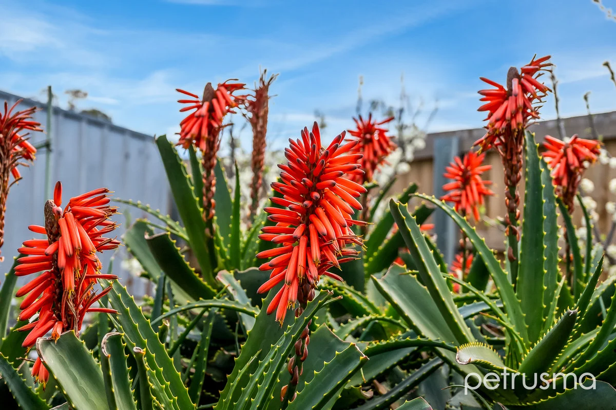 Additional image 19 of 609 Primrose Sands Road, Primrose Sands TAS 7173