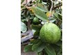 Additional image 42 of 3 Ardmore, Irvine, CA, 92602
