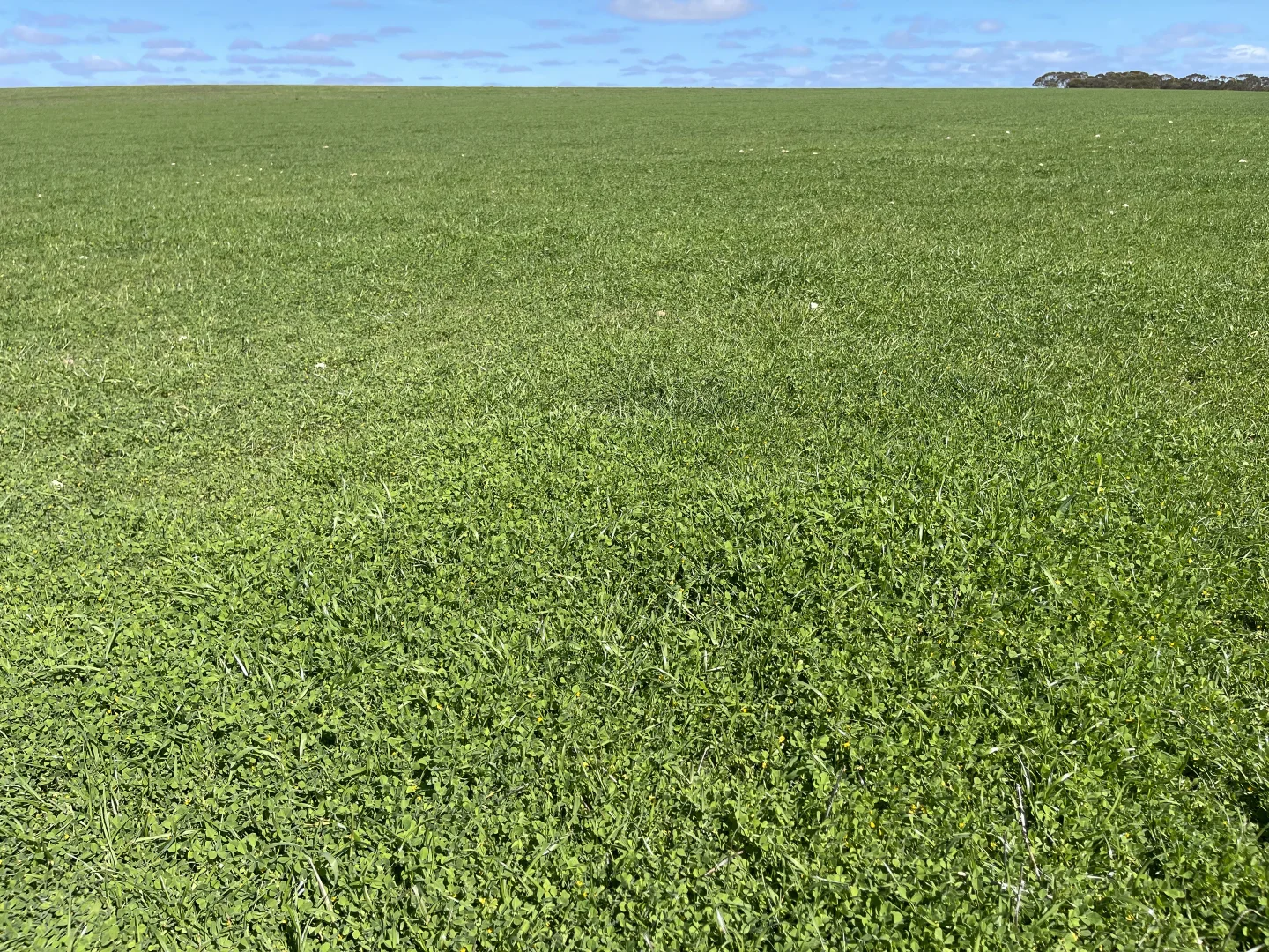 Additional image 14 of Lot 2 Palabie Road, Wudinna SA 5652