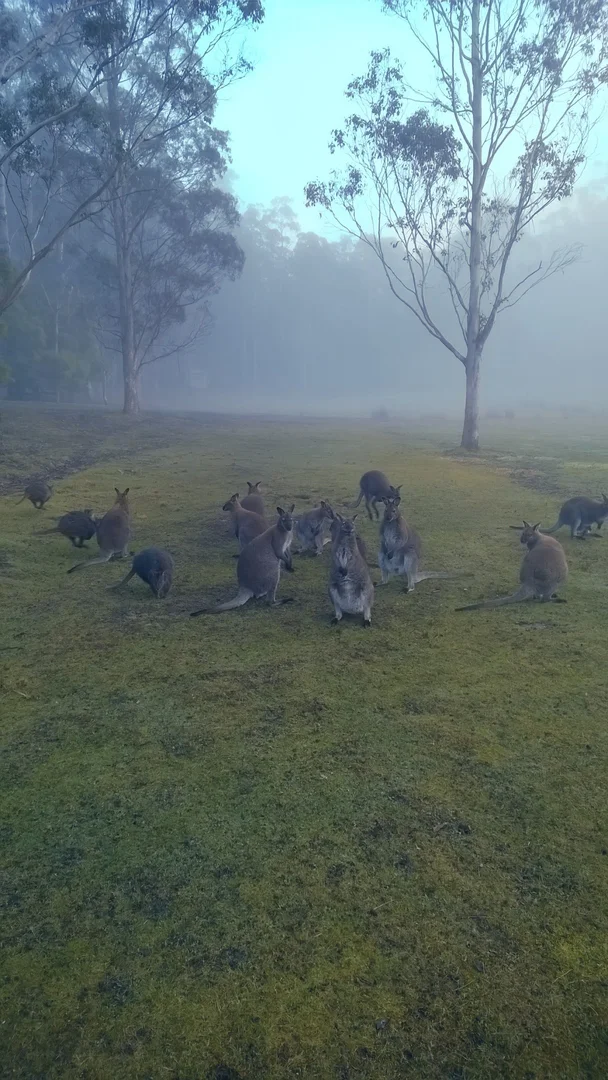 Additional image 24 of 464 Larcombes Road, Reedy Marsh, Deloraine TAS 7304