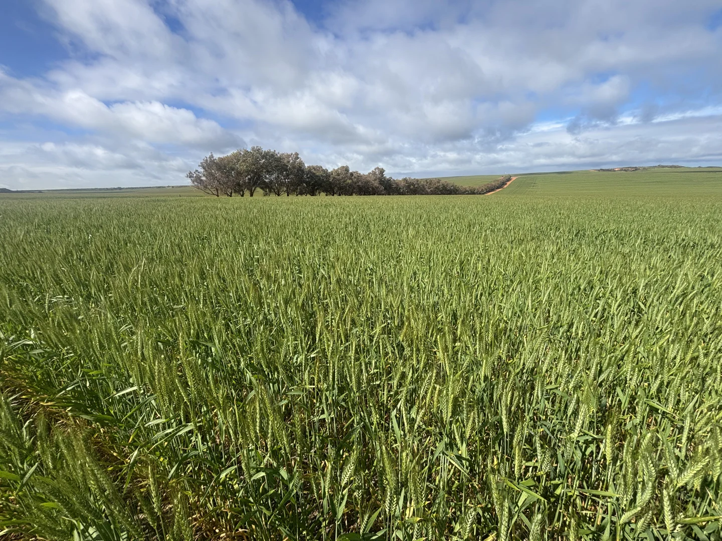 Additional image 30 of 1396 Tabletop Road, Mount Horner WA 6525