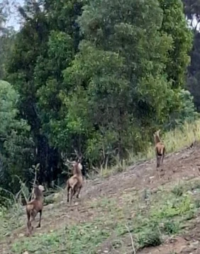 Additional image 15 of Caffey QLD 4343