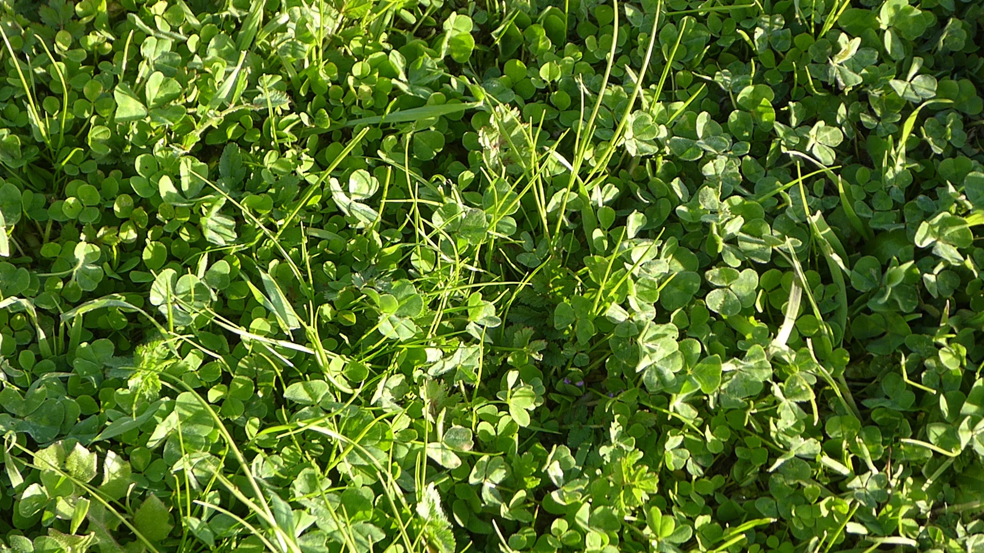 Additional image 6 of "Jacks" Sec 7 Schultz Road, Tintinara SA 5266