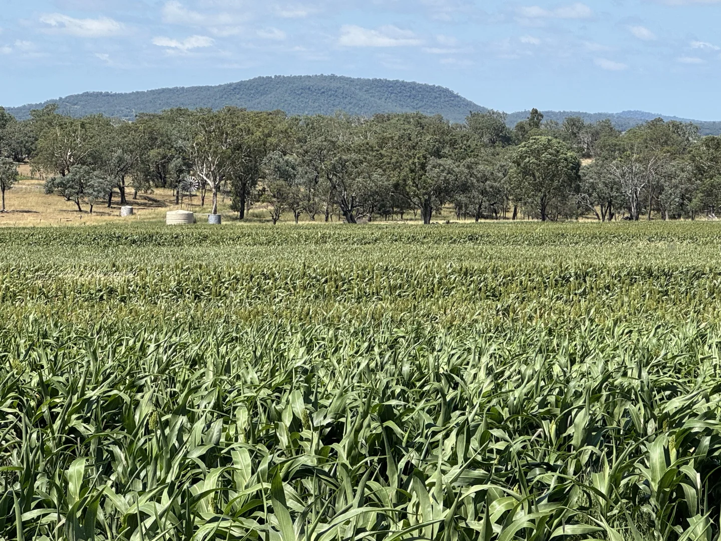 Additional image 14 of Lot 50 Rosenberger Road, Wyreema QLD 4352