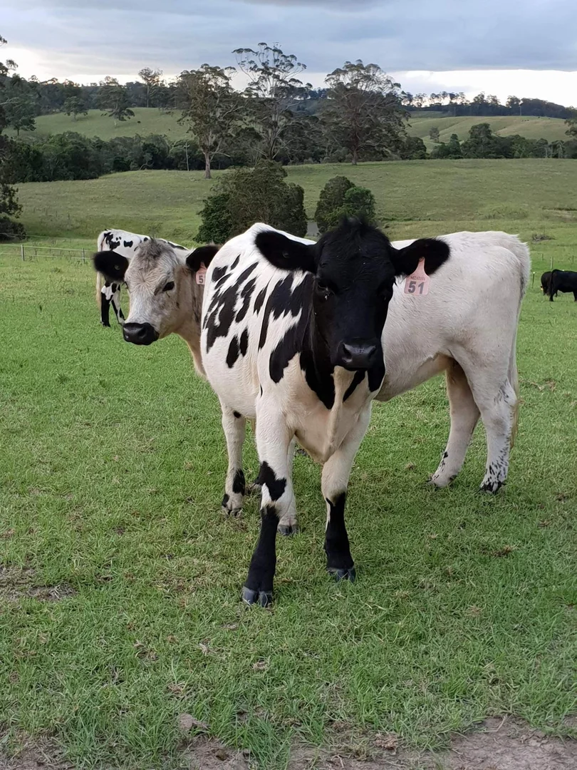 Additional image 8 of 148 Mimi Creek Road, Firefly NSW 2429