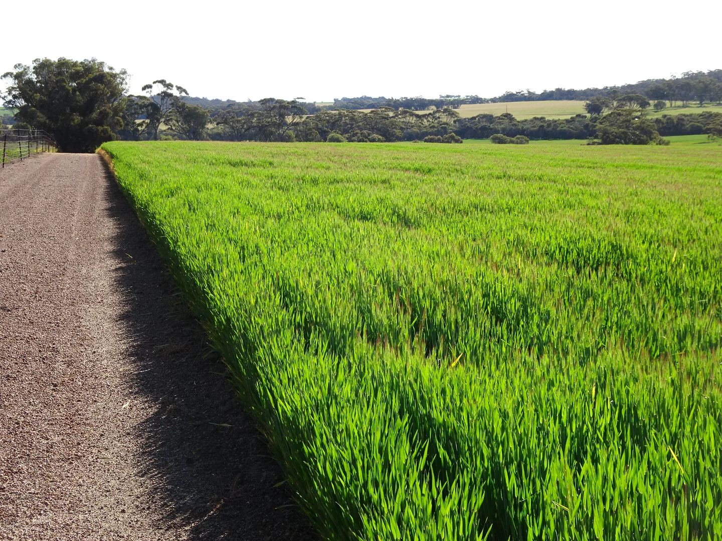 Additional image 12 of 140 Yenellin Road, Pingelly WA 6308