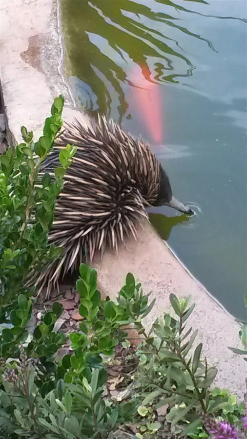 Additional image 25 of Dorrigo NSW 2453