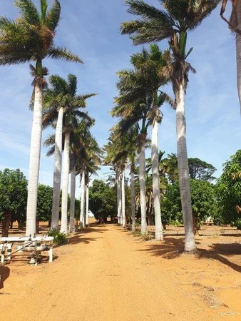 Additional image 6 of 656 South River Road, Carnarvon WA 6701