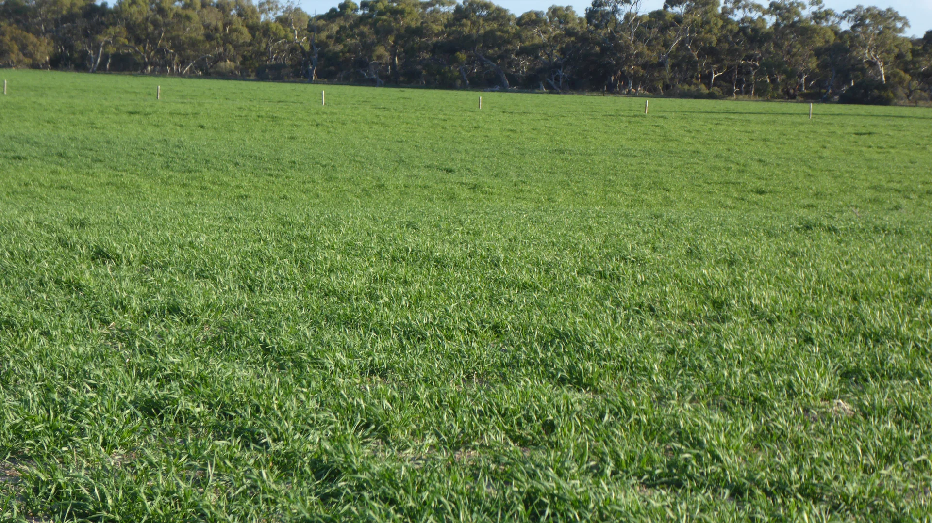 Additional image 4 of "Jacks" Sec 7 Schultz Road, Tintinara SA 5266