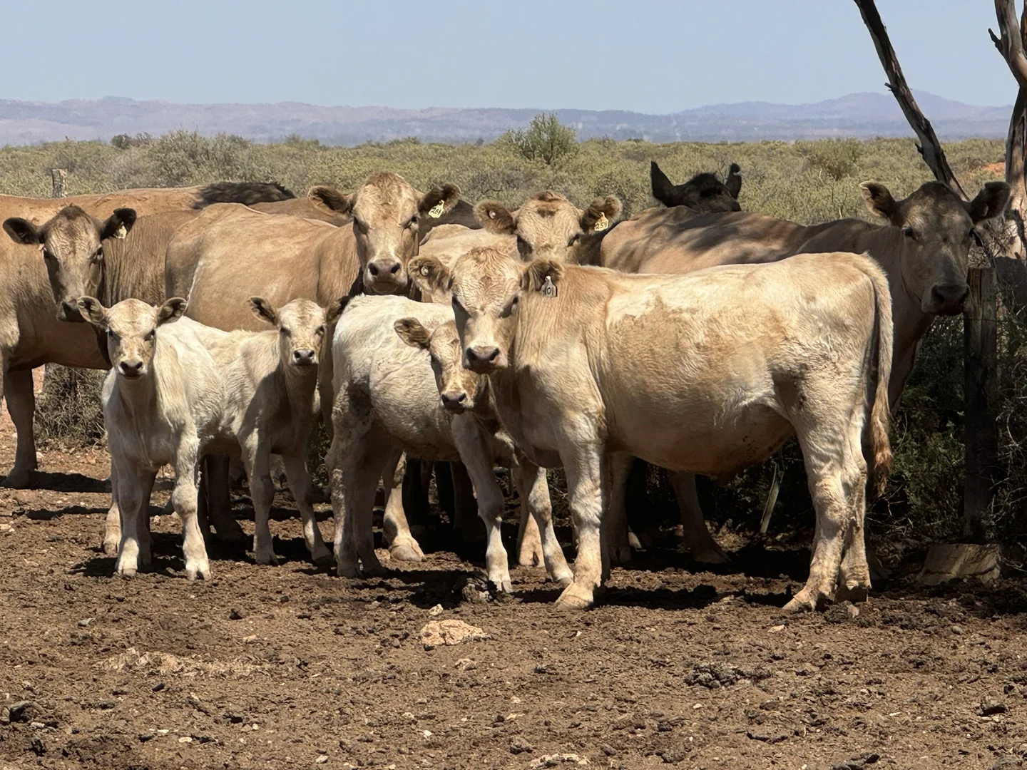 Additional image 20 of Minburra/Lynch Road, Minburra SA 5431