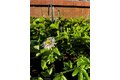 Additional image 45 of 3 Ardmore, Irvine, CA, 92602