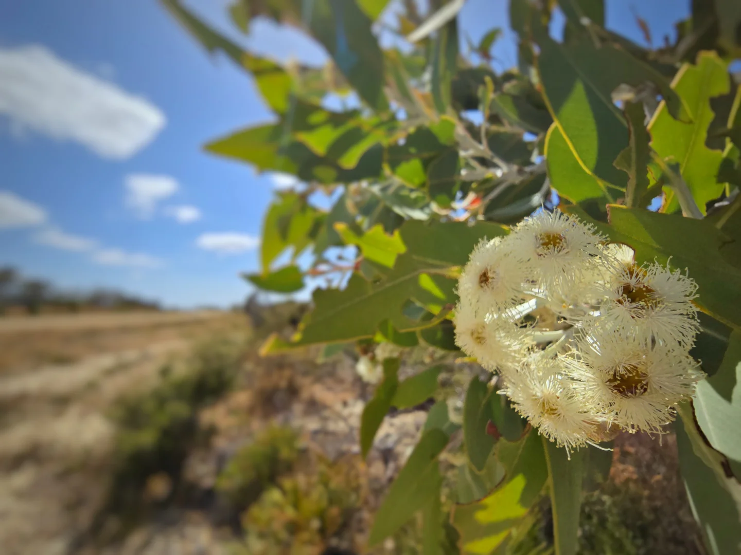 Additional image 11 of 74 Long Pool Road, Hopetoun WA 6348