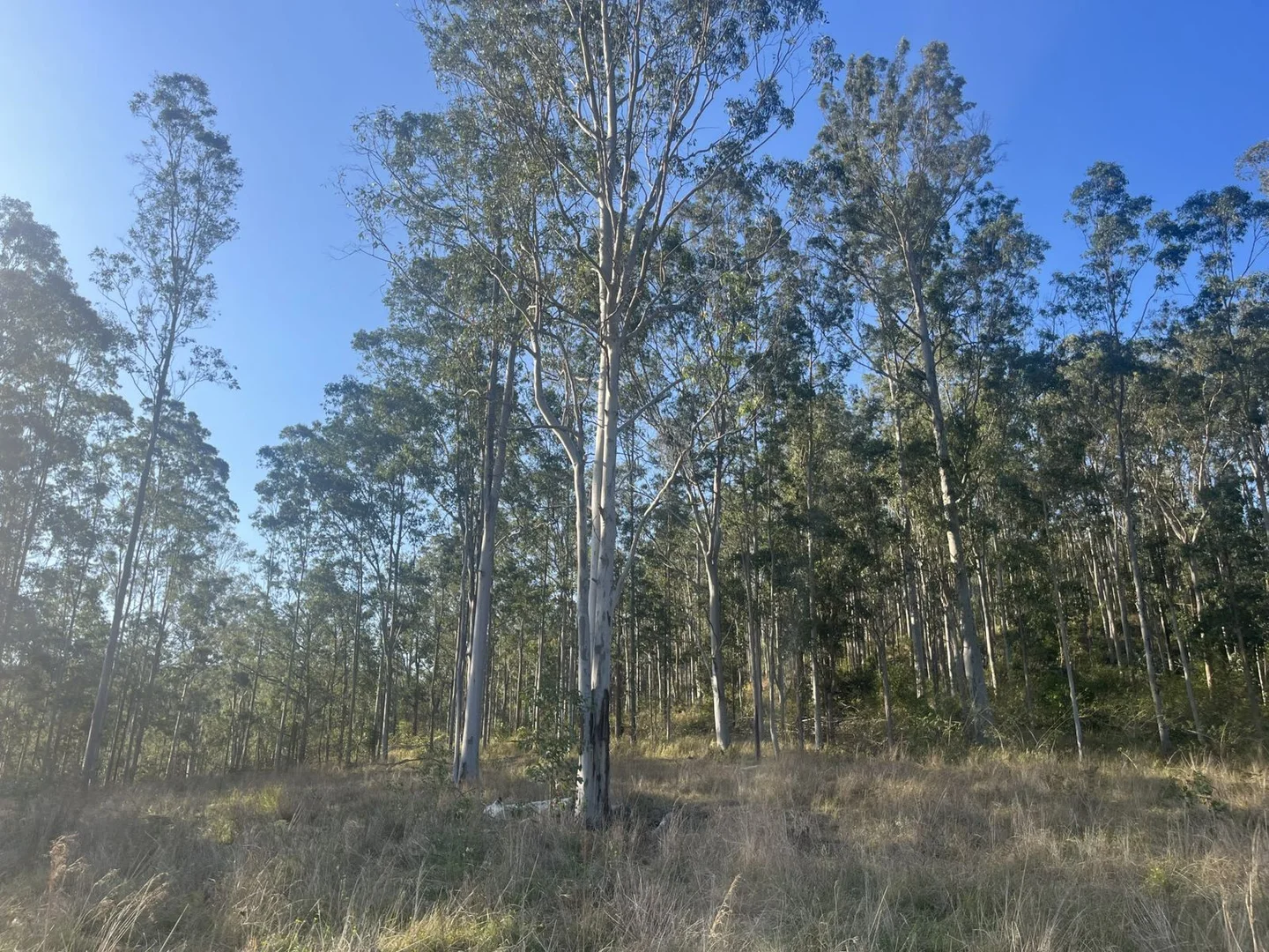 Additional image 3 of 2374 Upper Mongogarie Road, Upper Mongogarie NSW 2470