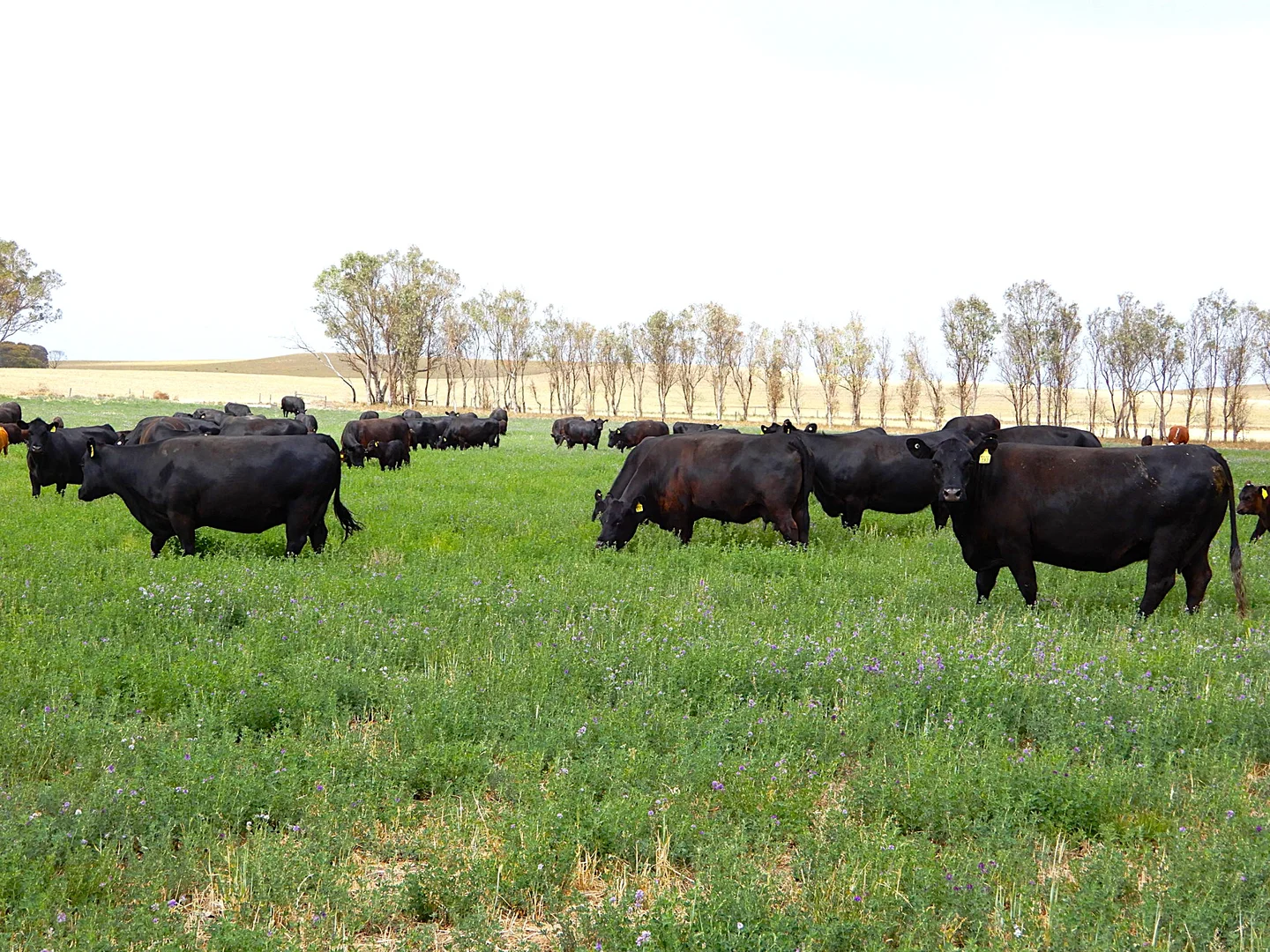 Additional image 3 of 252 Jabez Williams Road, Meningie SA 5264