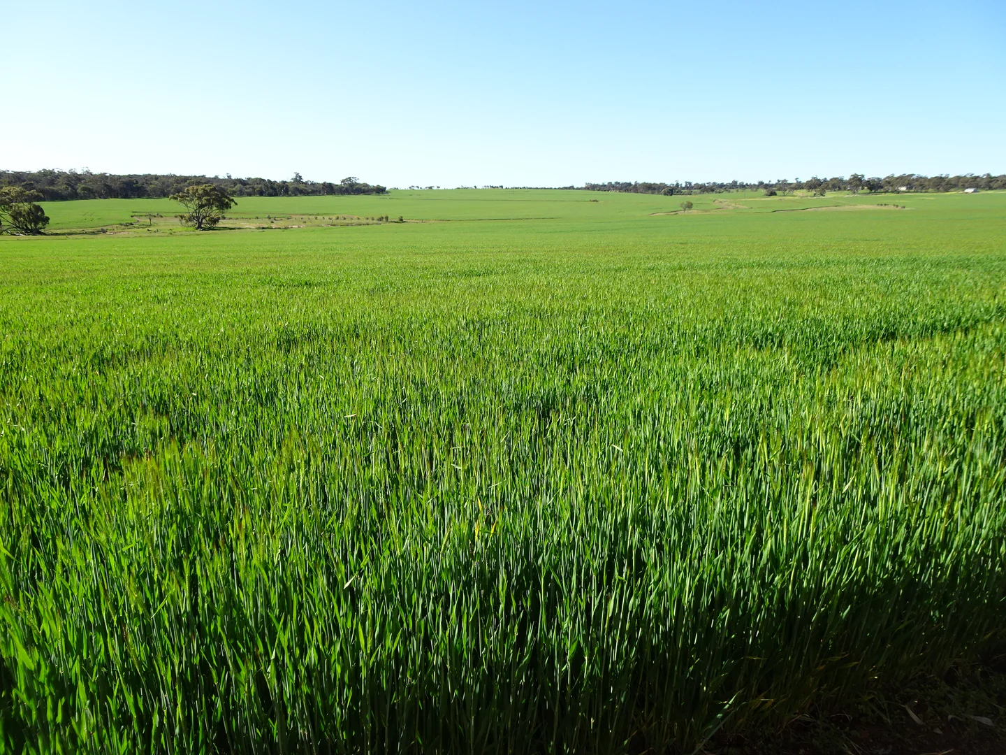 Additional image 15 of 140 Yenellin Road, Pingelly WA 6308