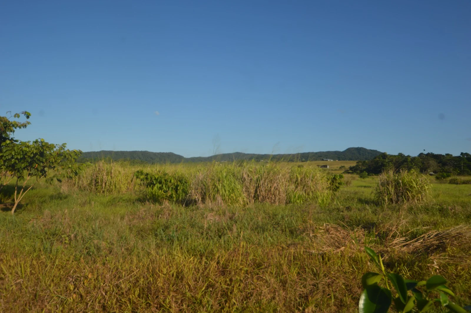 Additional image 4 of 1212 Innisfail Japoon Road, Camp Creek QLD 4871