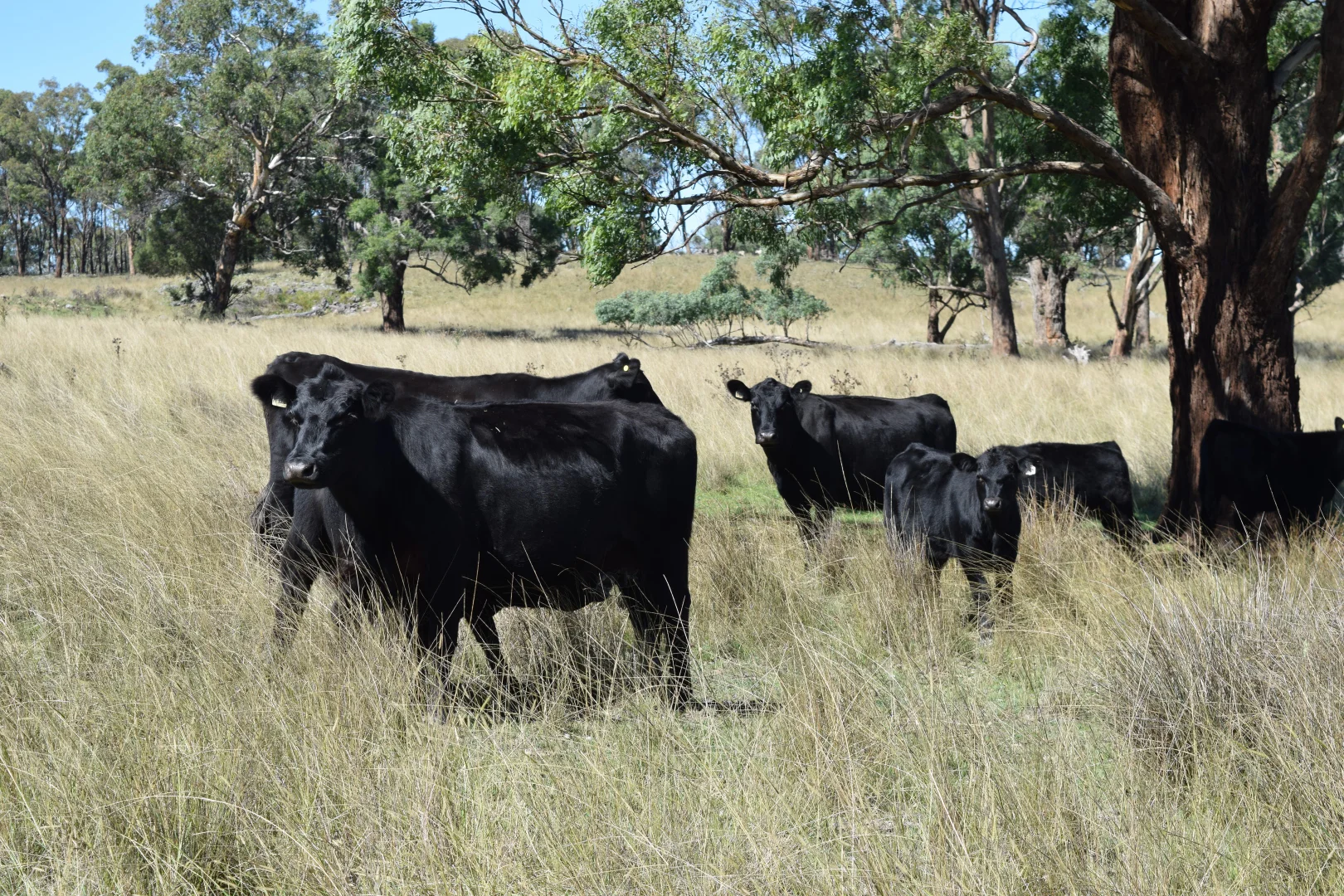 Additional image 10 of 3158 Baldersleigh Road, Guyra NSW 2365